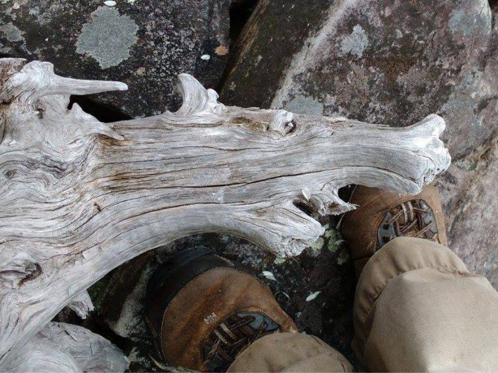 Driftwood shaped like a dragon head discovered during a backyard dragon hunt