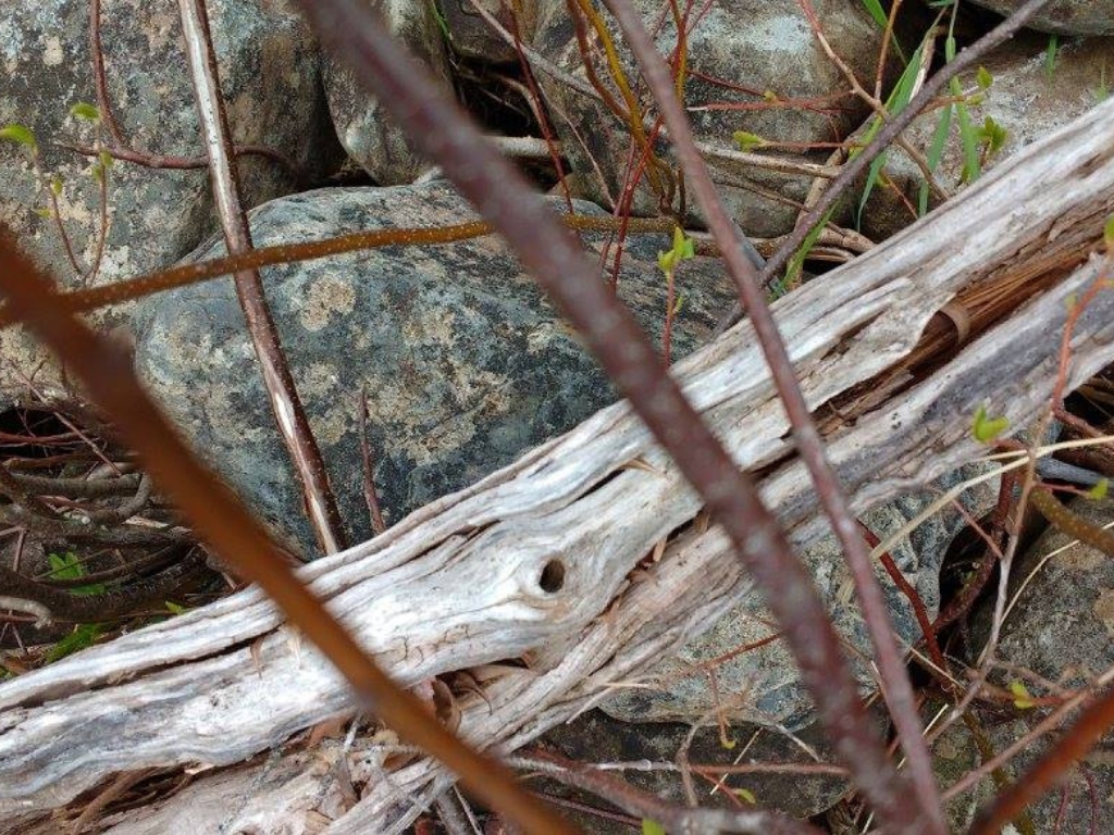 Driftwood resembling dragon heads along the shores of a lake