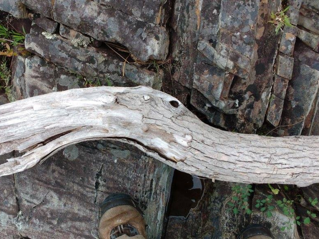 Weathered driftwood resembling dragon heads along the lakeshore