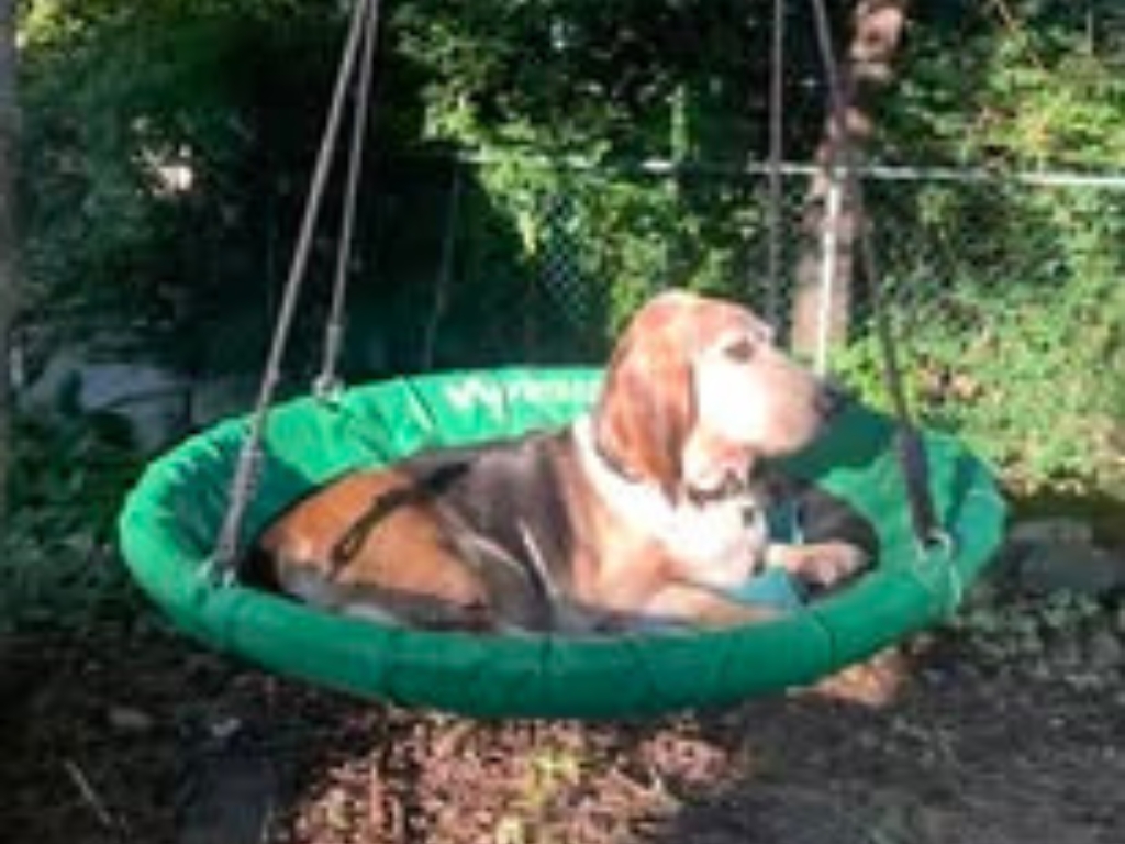 basset hound lying on a green outdoor saucer swing in a backyard