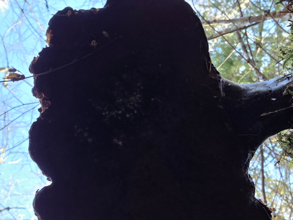 Large mushroom viewed from below creating a looming shape.