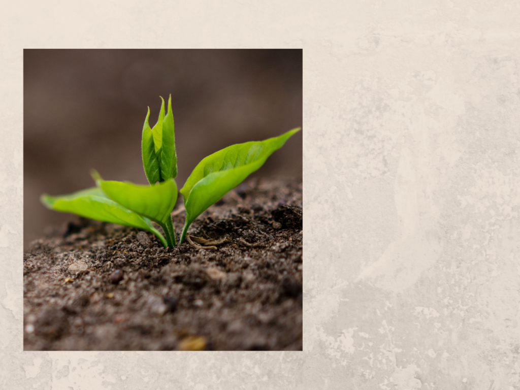 Tiny seedling pushing through soil — a small miracle in a backyard