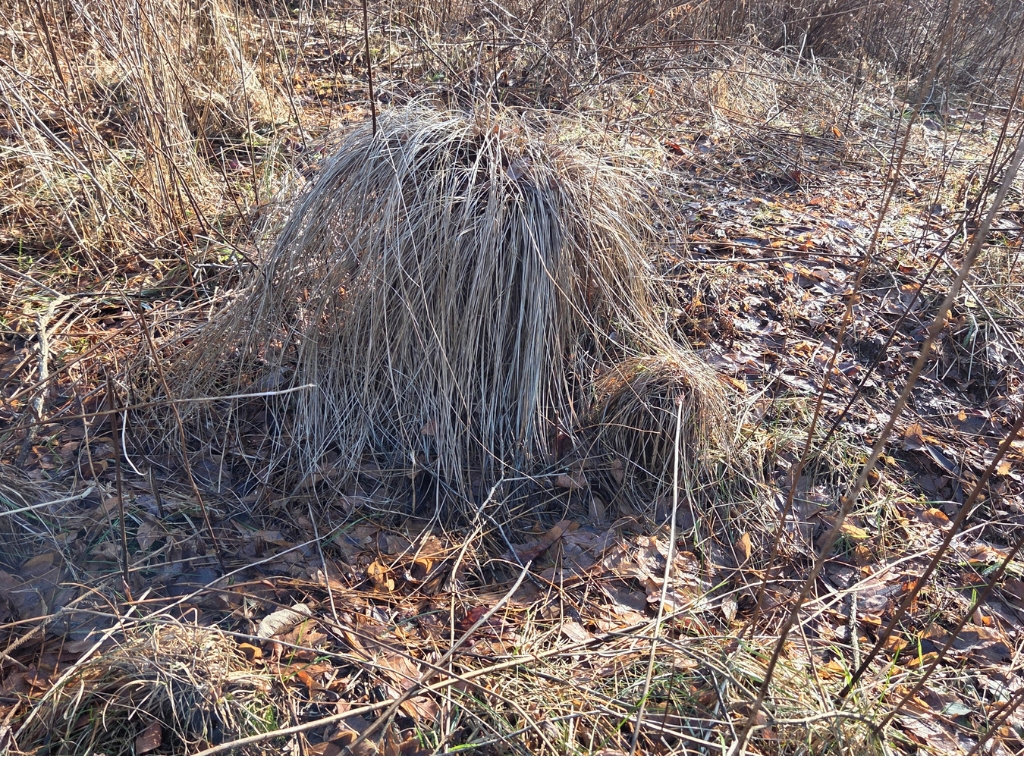 Dried grass mound that looks like a troll head emerging from the ground.
