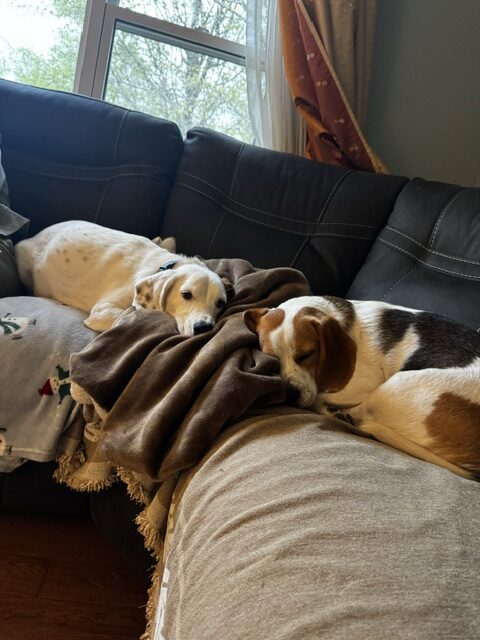 two dogs sleeping on a couch