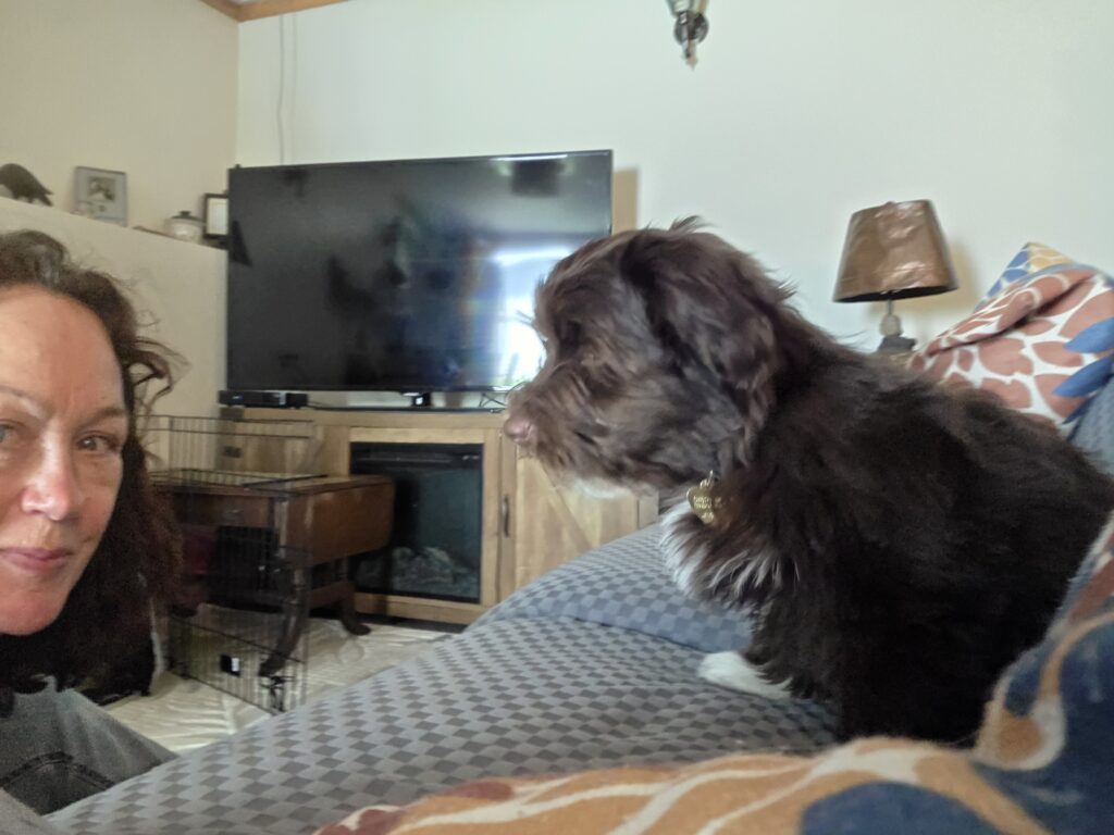Havanese pup 